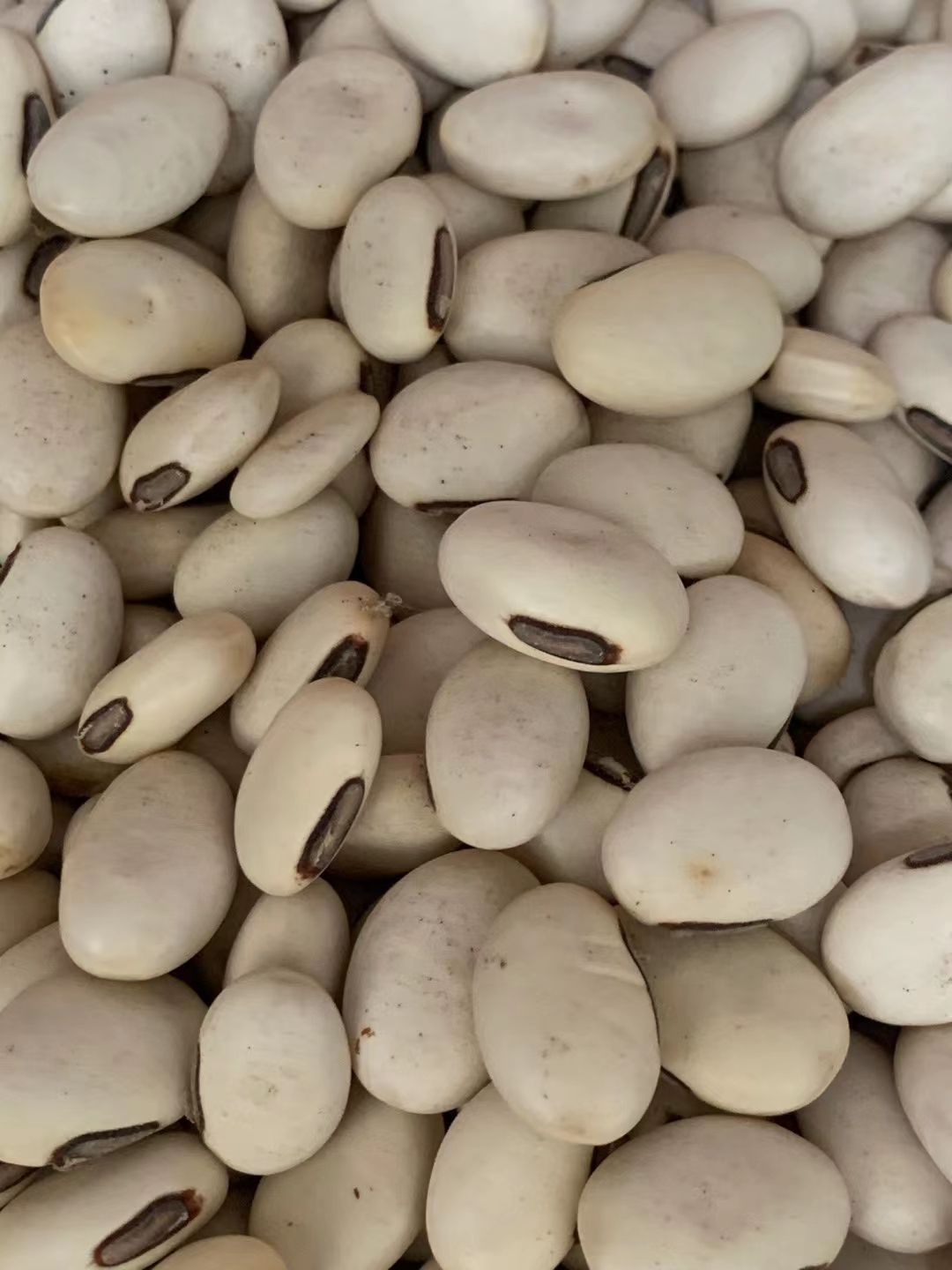 玉林长期供应｛白刀豆｝可批量可零售量大从优【包邮】