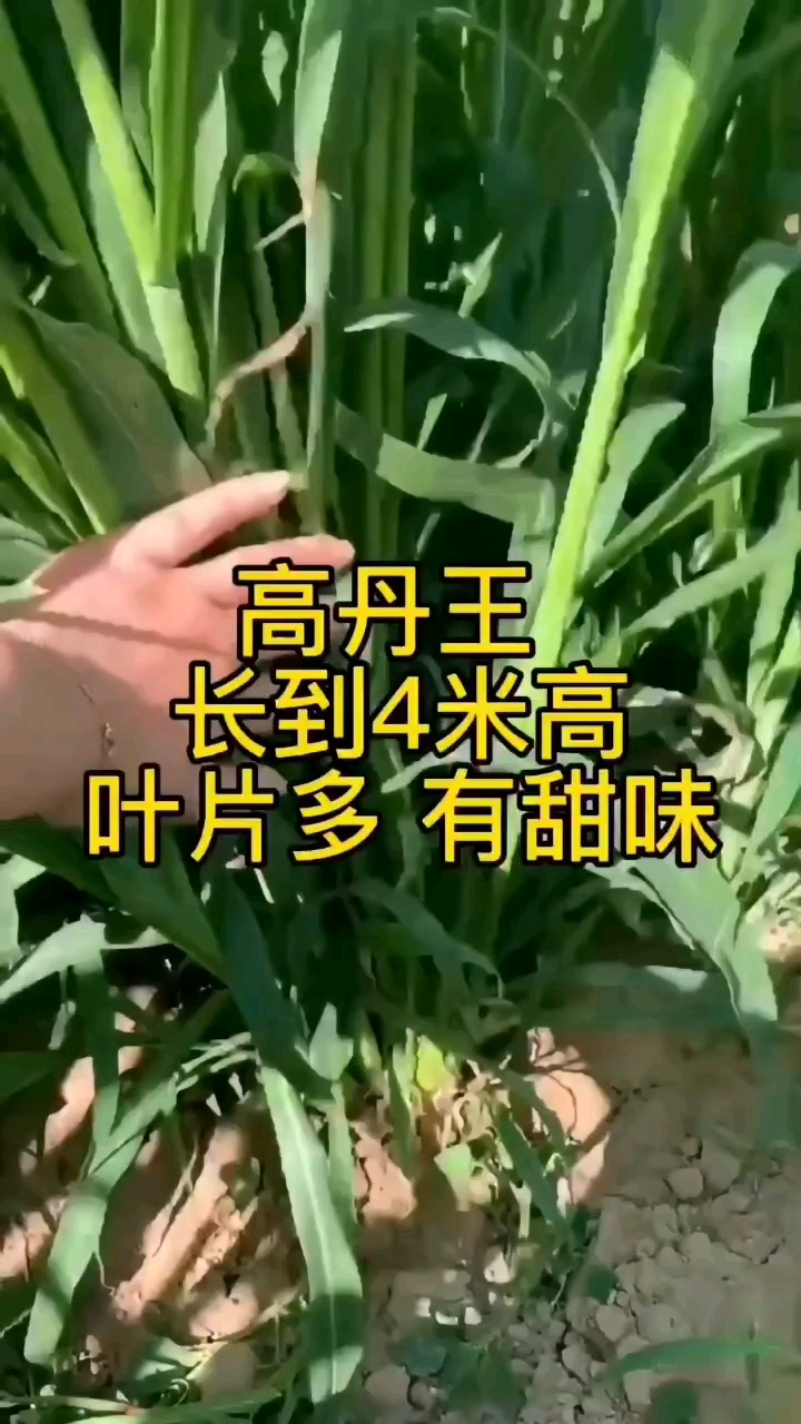 優(yōu)質(zhì)牧草 高丹王草牧草種子