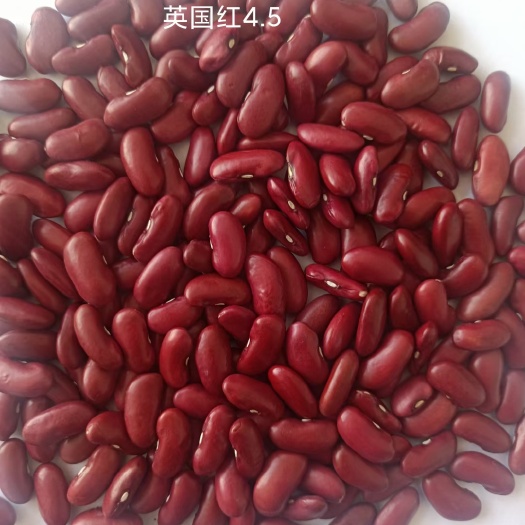 阳原县高雄6号红豆 英国红