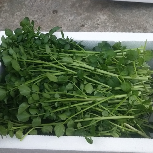 麻江县西洋菜   豆瓣菜 贵州山泉水种植 基地直供 可电商代发