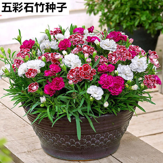 广州 欧石竹 五彩石竹  带花苞