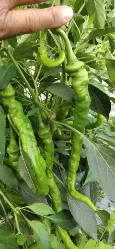 长沙线椒 2号椒，3号椒，8号椒，螺丝椒，55号椒，21号椒