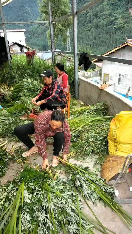 艾草 端午菖蒲艾草 分好包装 当天发货