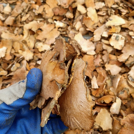 菝葜 拔契金刚藤金刚刺一手货源0.3公分片
