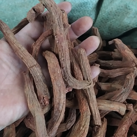 成都丹参