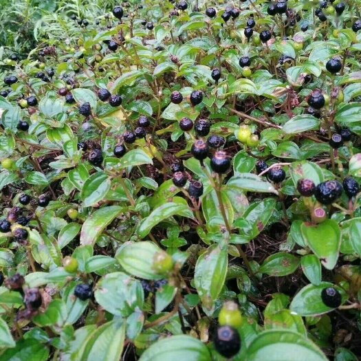 黎平县地菍，地菍根，公地菍，母地菍，贵州高坡天然生长，无污，染