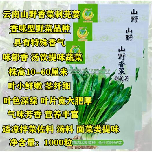 沭阳县刺芫荽香菜种子云南山野大香菜提味香料冷菜佐料种籽四季野菜种孑