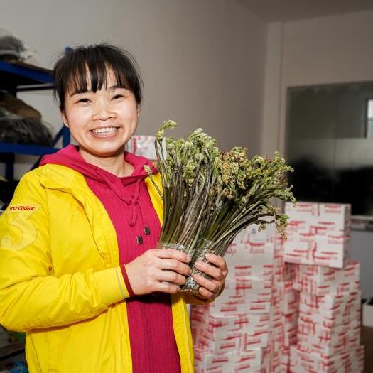 麻江县蕨菜  贵州 拳头菜  猫爪菜  现采现发可电商代发