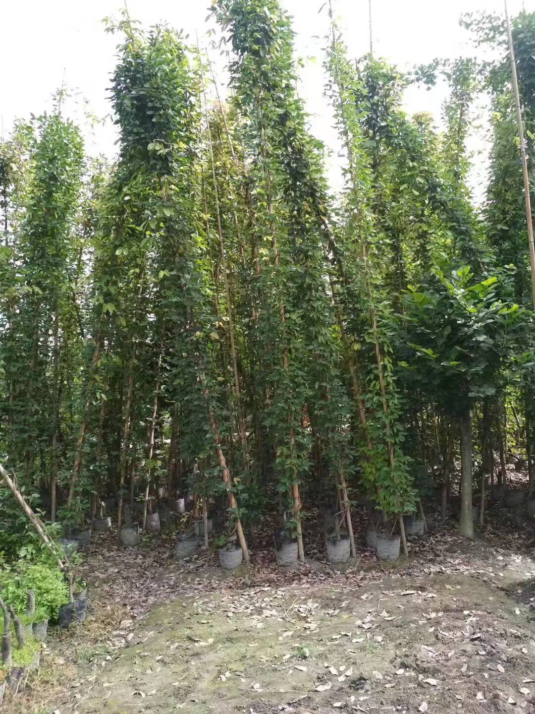禾雀花苗  雀儿花苗油麻藤新奇花苗木