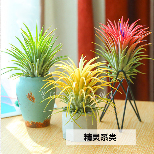 湛江空气凤梨红绿黄精灵 无土绿植花卉庭院阳台桌面绿化植物