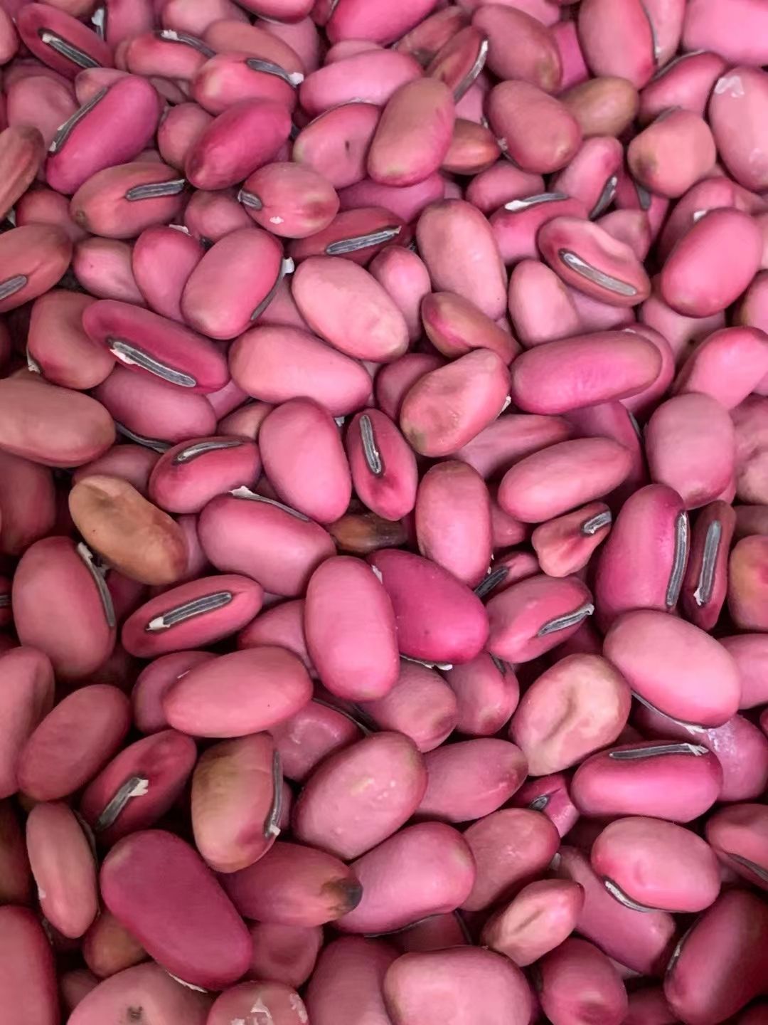玉林長期供應｛紅刀豆｝可批量可零售量大從優【包郵】