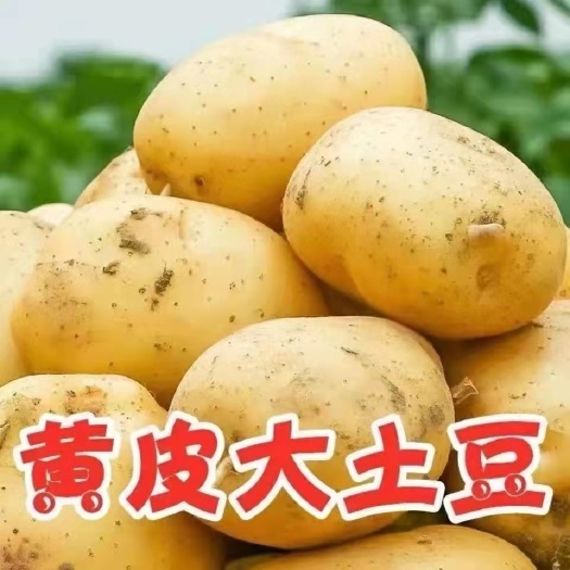 仙游县黄心土豆 产地直发 地头直接包装