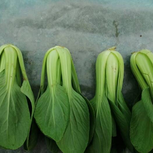 曹县精品上海青油菜大量出售 批发  代发  打冷