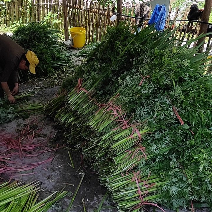 艾草 端午菖蒲艾草 分好包装 当天发货