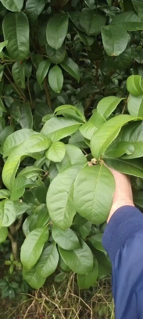 余庆县 四季桂