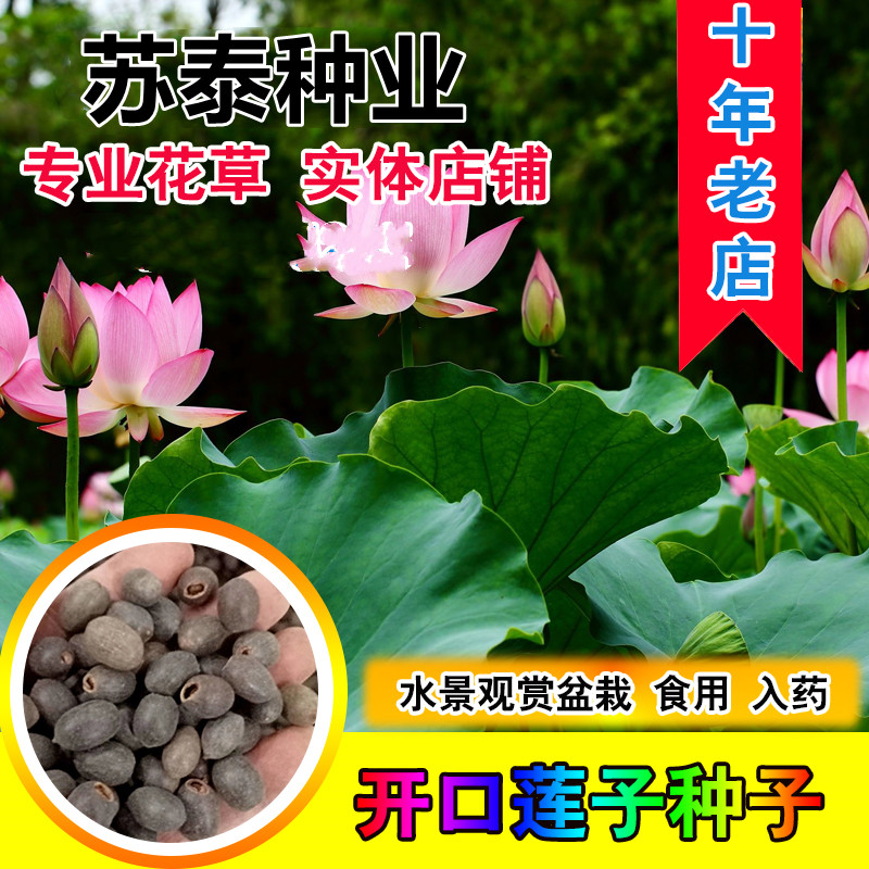 南京 荷花种子碗莲种子已开口水培植物睡莲荷花种子盆栽花卉四季播种