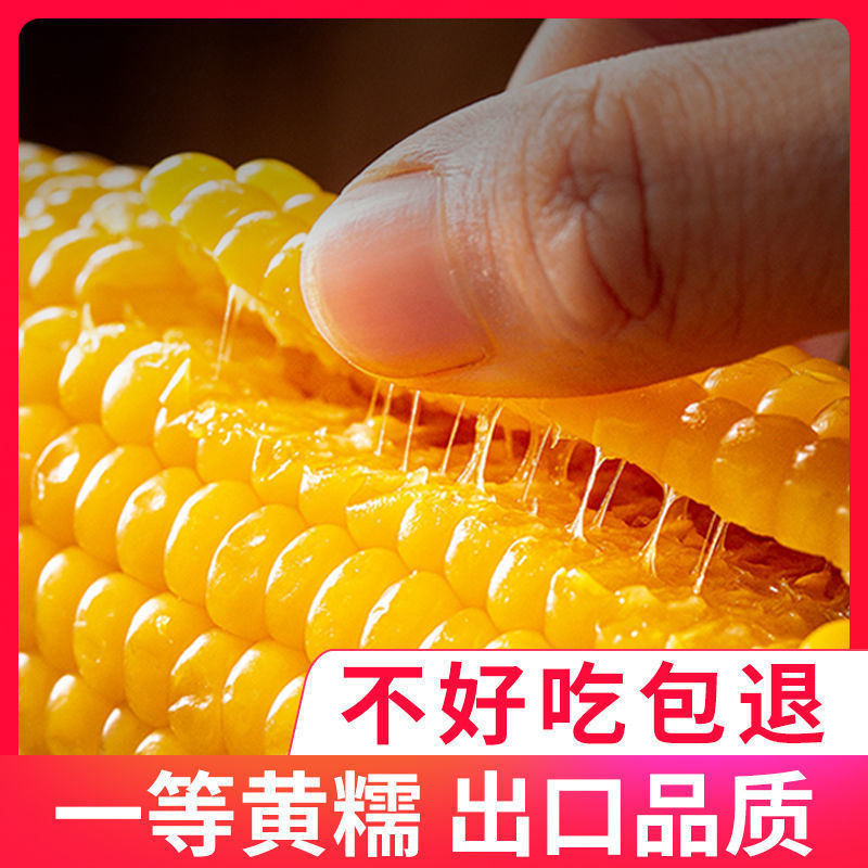 新鲜黄糯玉米真空独立包装甜糯玉米低脂代餐10根包邮批发