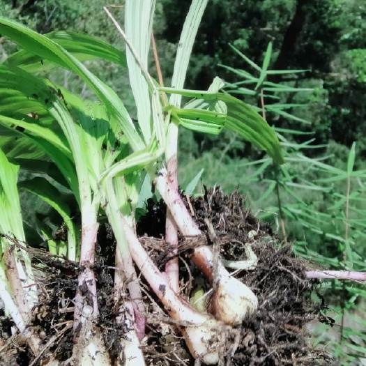 兰坪县在中药的药书里记载名字为石白及。