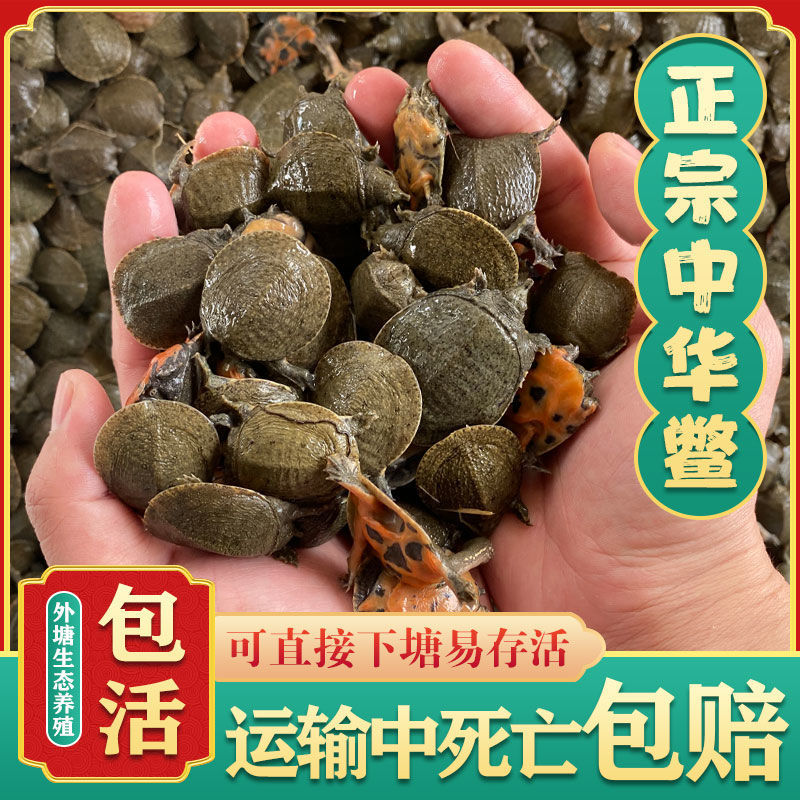 广州小甲鱼苗批发小宠物活物鳖幼苗王八苗水鱼苗团鱼苗龙鱼饲料