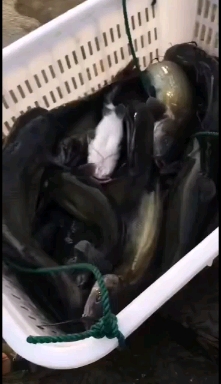 鉗魚苗