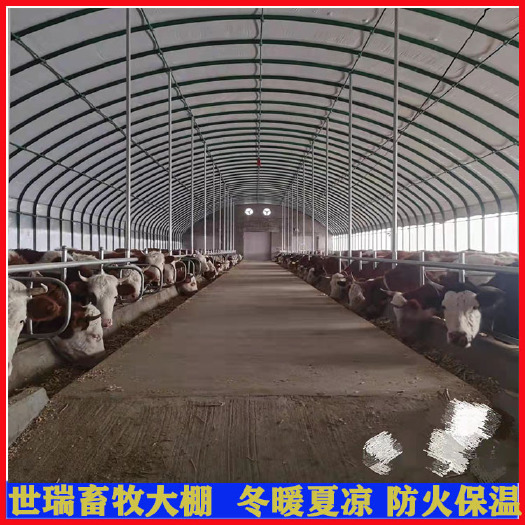 宁津县养殖大棚 养牛大棚场地规划肉牛养殖棚搭建钢架牛舍大棚