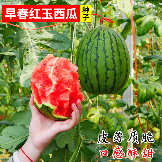 砀山县全美2k西瓜  西瓜，早春红玉2k小西瓜