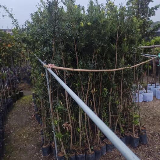 阳春市大叶罗汉松 罗汉松征地苗  1.5～2米