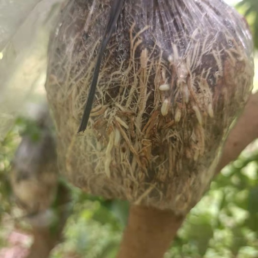 广州岭丰糯荔枝圈枝高压苗