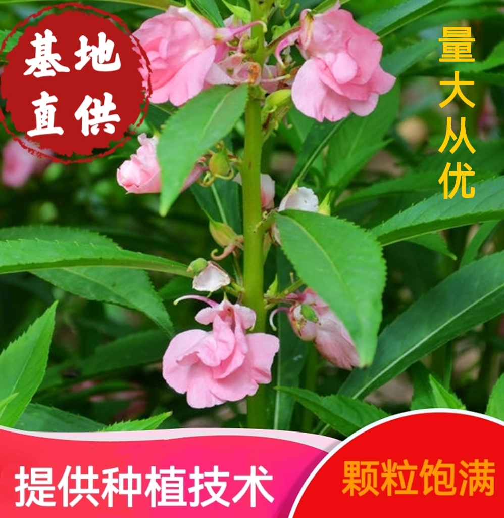 亳州急性子种子 凤仙花种子指甲花提供种植技术 好种好管理 包回收