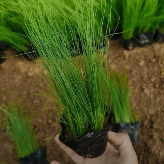 漳浦县 细叶芒
