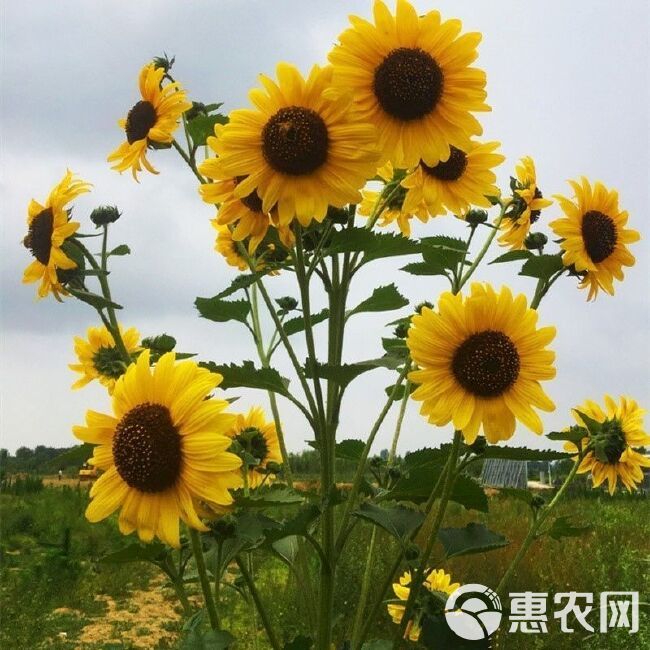 向日葵种子，高杆食用瓜子阳台盆栽玩具熊多头向日葵油葵花种子