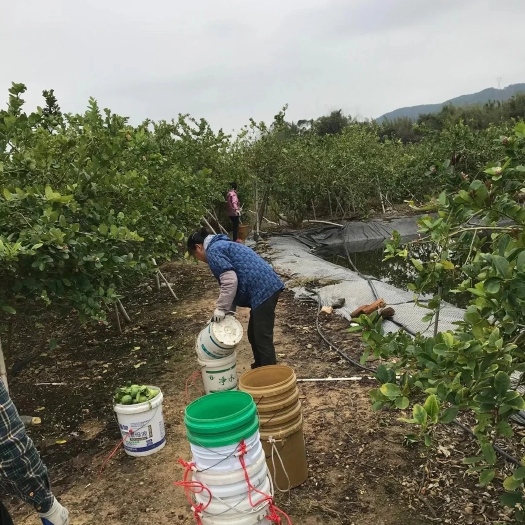 广州自家种植 10亩地 正宗广东香水柠檬 丘大叔都在用