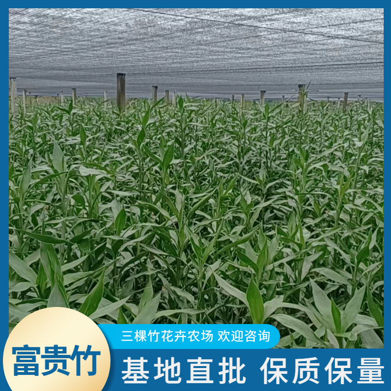 海口富贵竹，基地直批红竹、莲花竹、百合竹、金边竹、青竹。