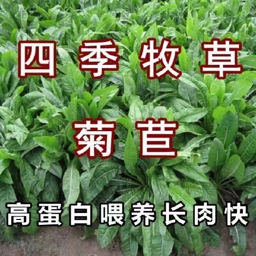 菊苣牧草种子