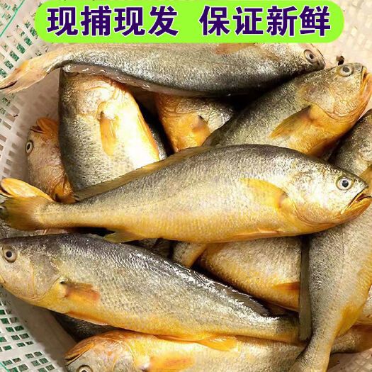 连云港整箱东海大黄花鱼新鲜大黄鱼鲜活冷冻黄生鲜海鲜类批发水产大海
