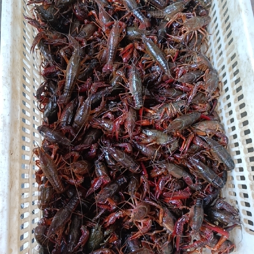洪湖市小龙虾 湖北省荆州市洪湖市 