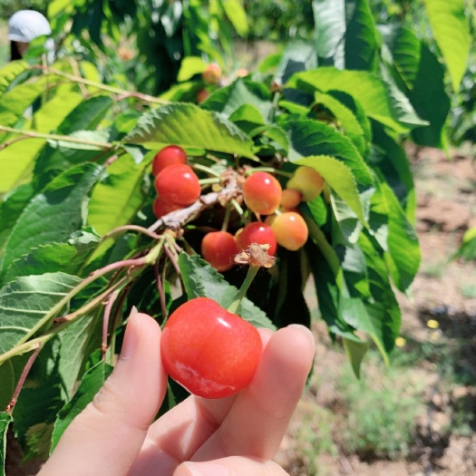 石家庄红灯樱桃 高山富硒樱桃