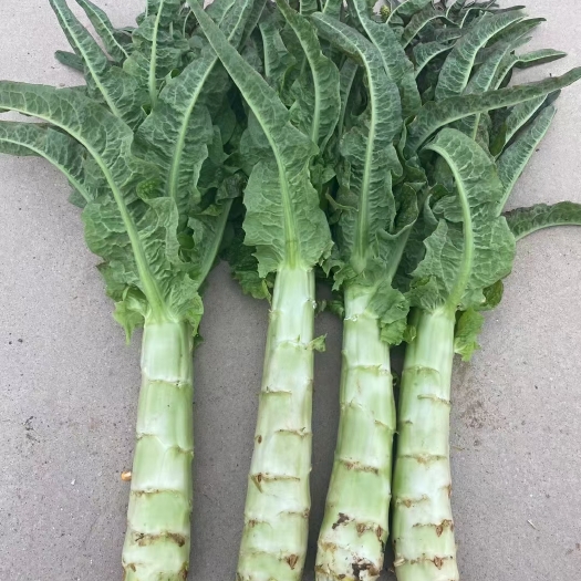 大荔县白皮莴笋 大荔县莴笋