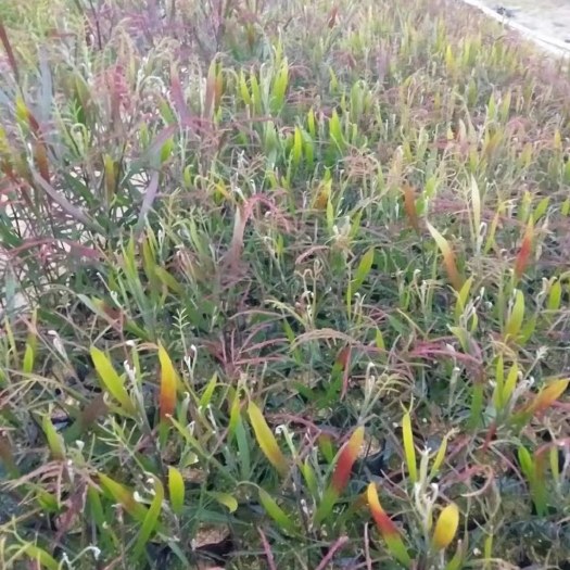相思树苗 黑木相思苗
