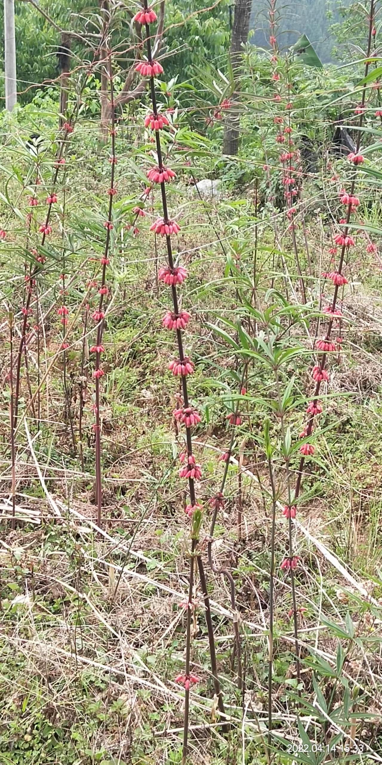 黄精，种，子，带皮基地现采摘