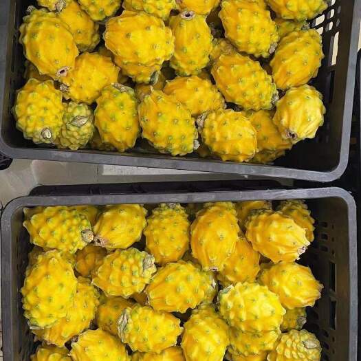 海口燕窝果