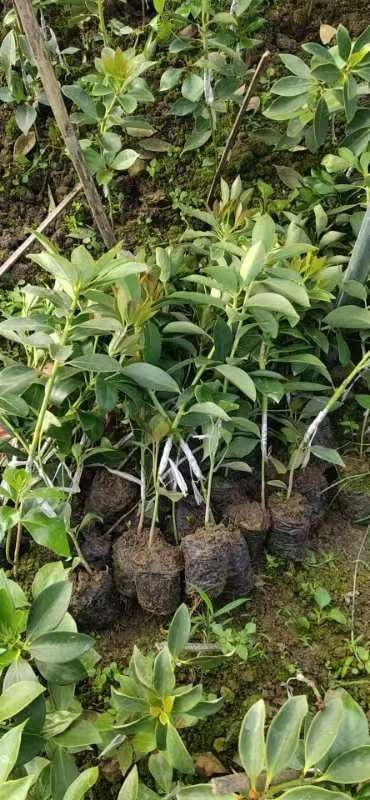 荔浦市八角树苗 八角嫁接苗，供应各种规格嫁接地苗和杯苗