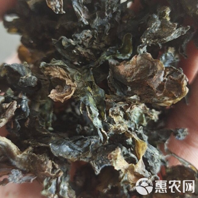 免洗地皮菜。