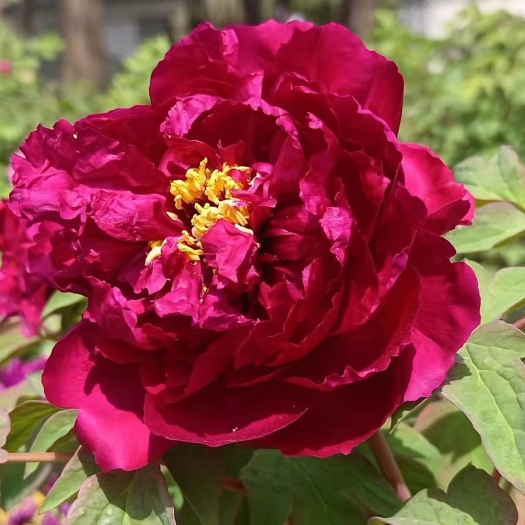 菏泽观赏牡丹 菏泽重瓣大花牡丹基地直销