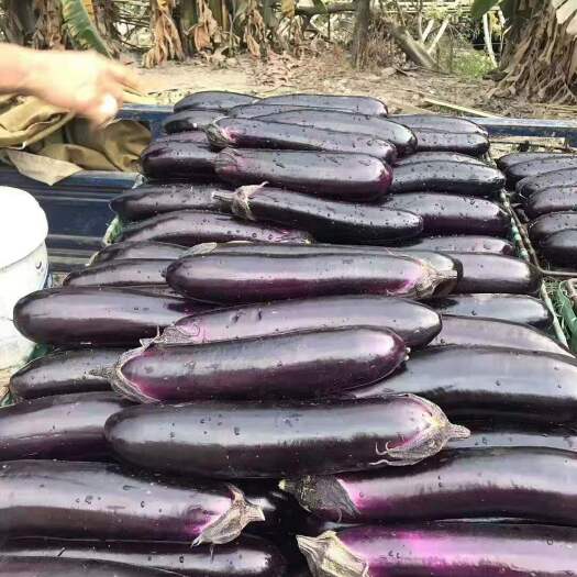 南宁【正野8号茄子种子】 肉厚 烧烤专用 中熟 耐寒热性好