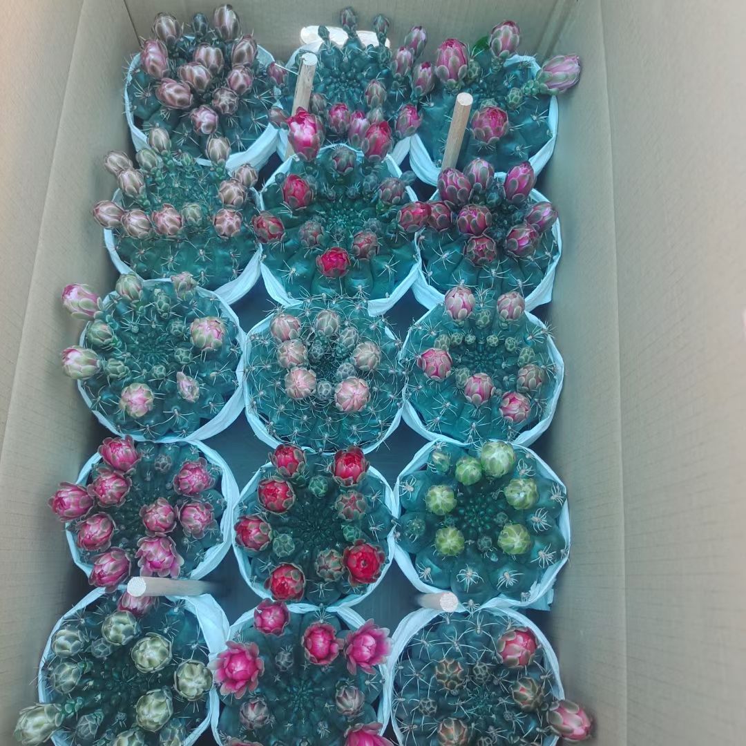 漳州精品仙人球，菲花玉，开花，带花苞，6装-88装