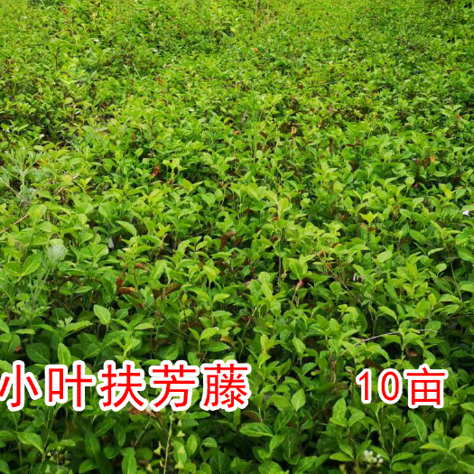 济源市扶芳藤 出售自家地里种植苗木，一手货源
