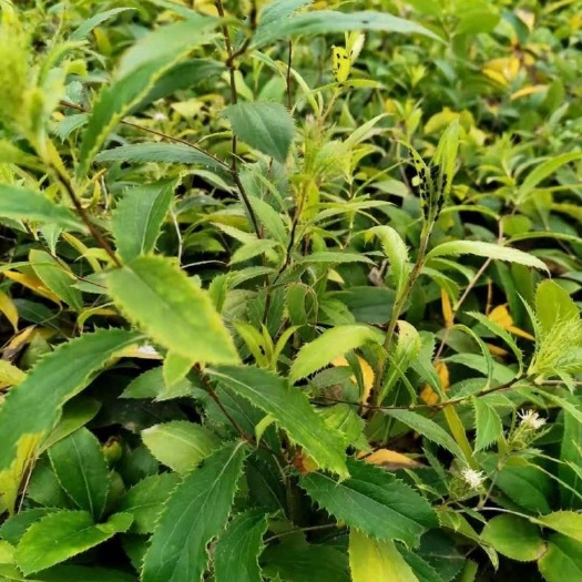 苍术种苗 苍术苗，一件也包邮