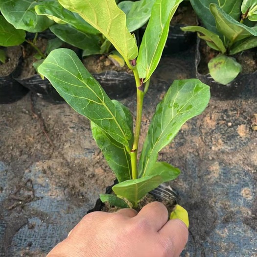 漳州琴叶榕盆栽 琴叶榕