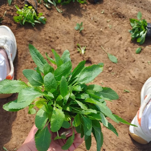 青州市 撒种地被鼠尾草一杯多苗基地种植